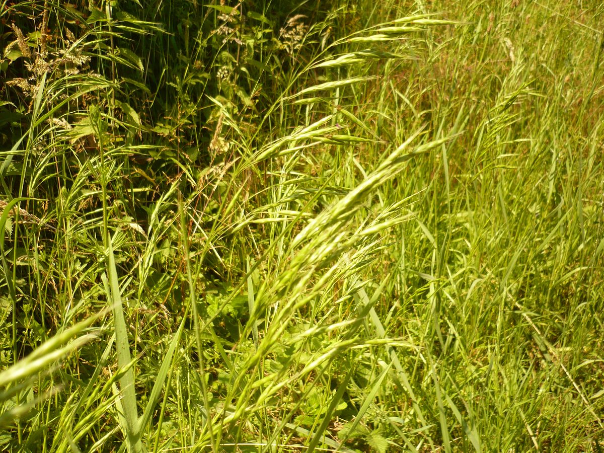 Bromus racemosus (Poaceae)